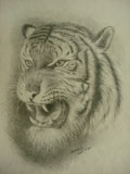 Tiger of Nepal